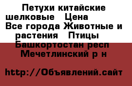 Петухи китайские шелковые › Цена ­ 1 000 - Все города Животные и растения » Птицы   . Башкортостан респ.,Мечетлинский р-н